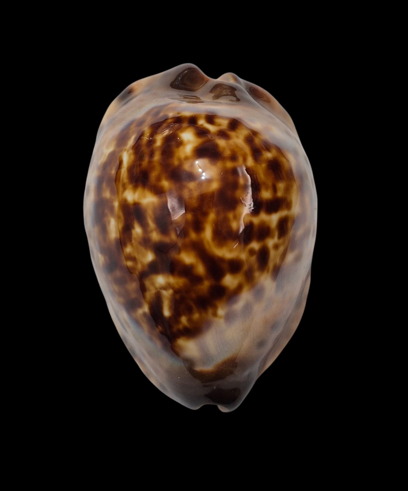 BC307 Zoila eludens - SELECTED - Image 4