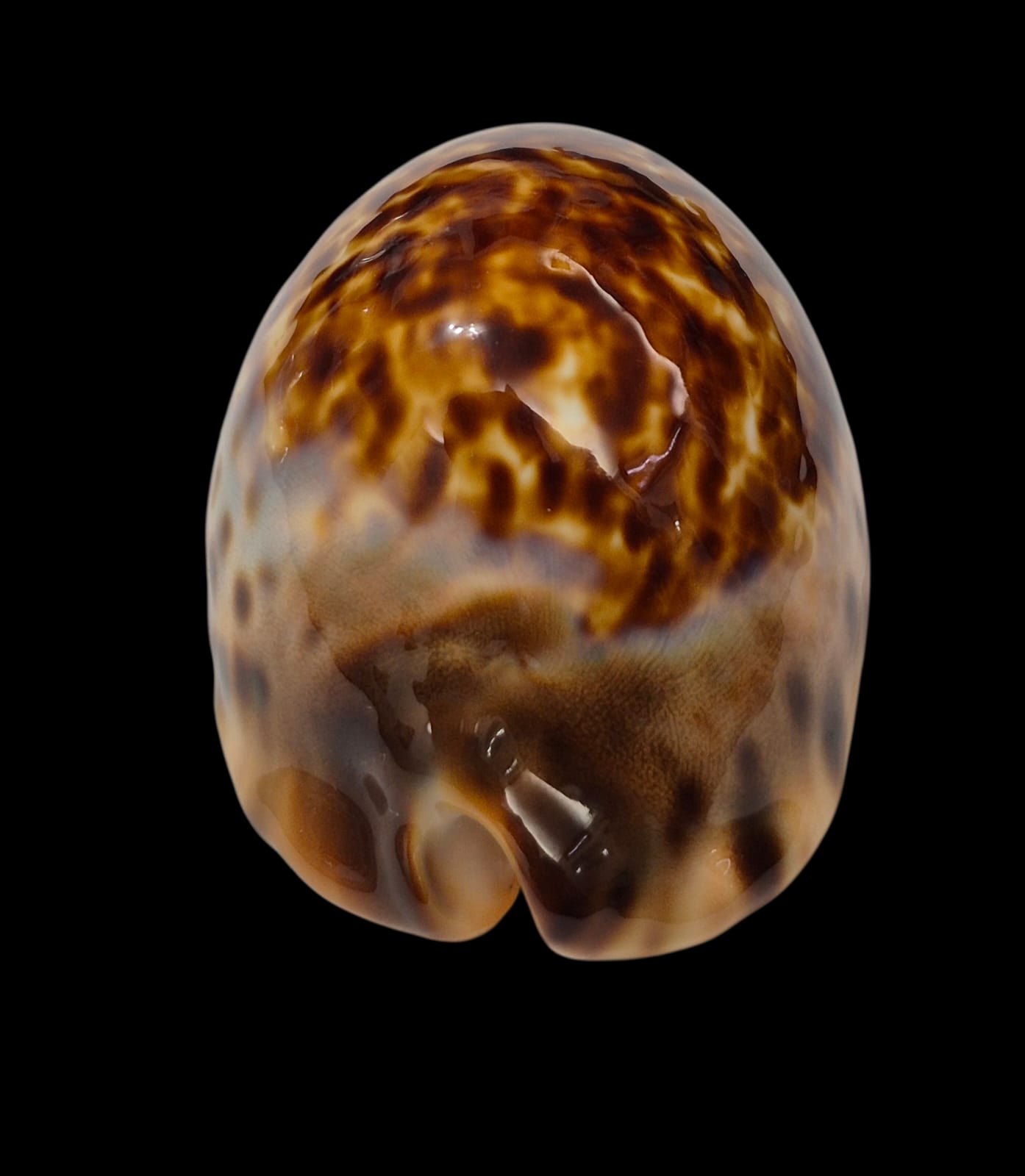 BC307 Zoila eludens - SELECTED - Image 5