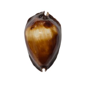 BC308 Zoila rosselli rosselli