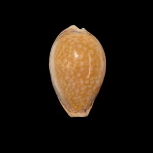 BC309 Naria spurca - BIG SIZE