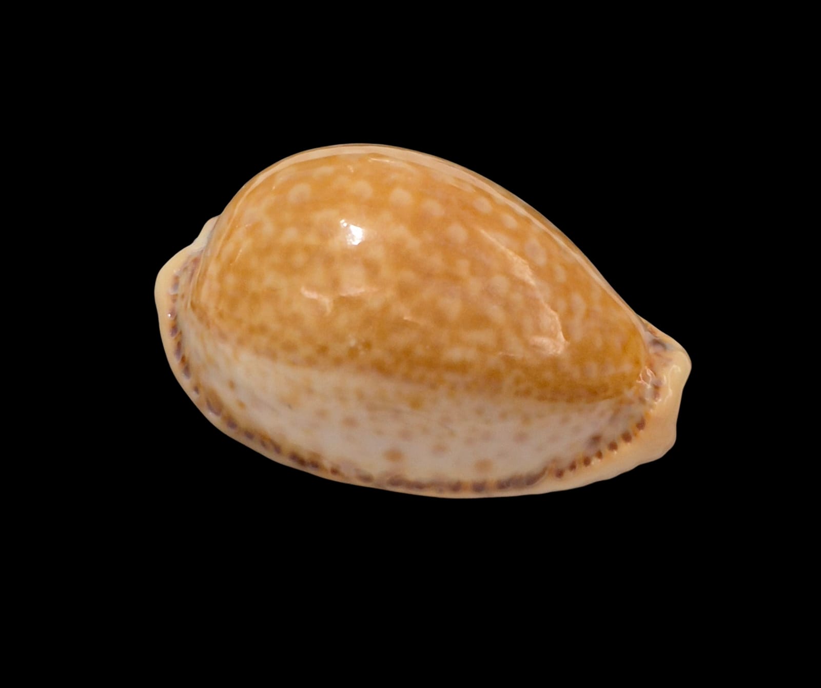 BC309 Naria spurca - BIG SIZE - Image 2