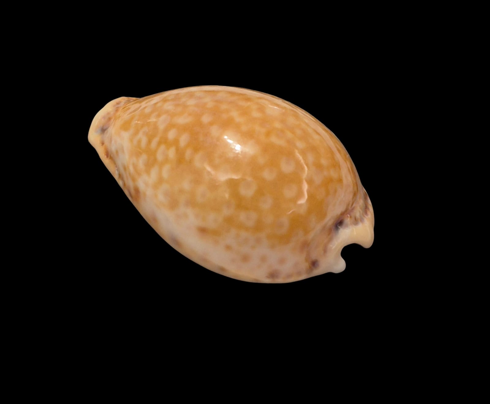 BC309 Naria spurca - BIG SIZE - Image 3