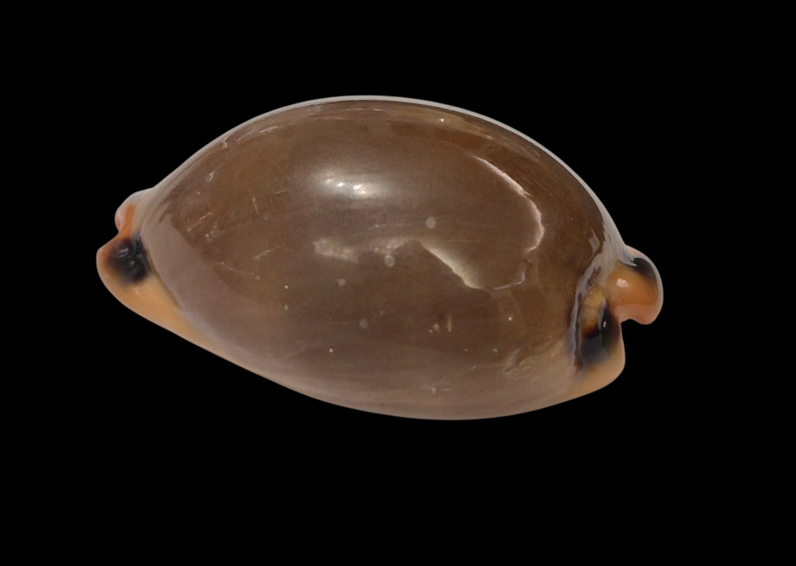 BC310 Luria lurida - Image 3