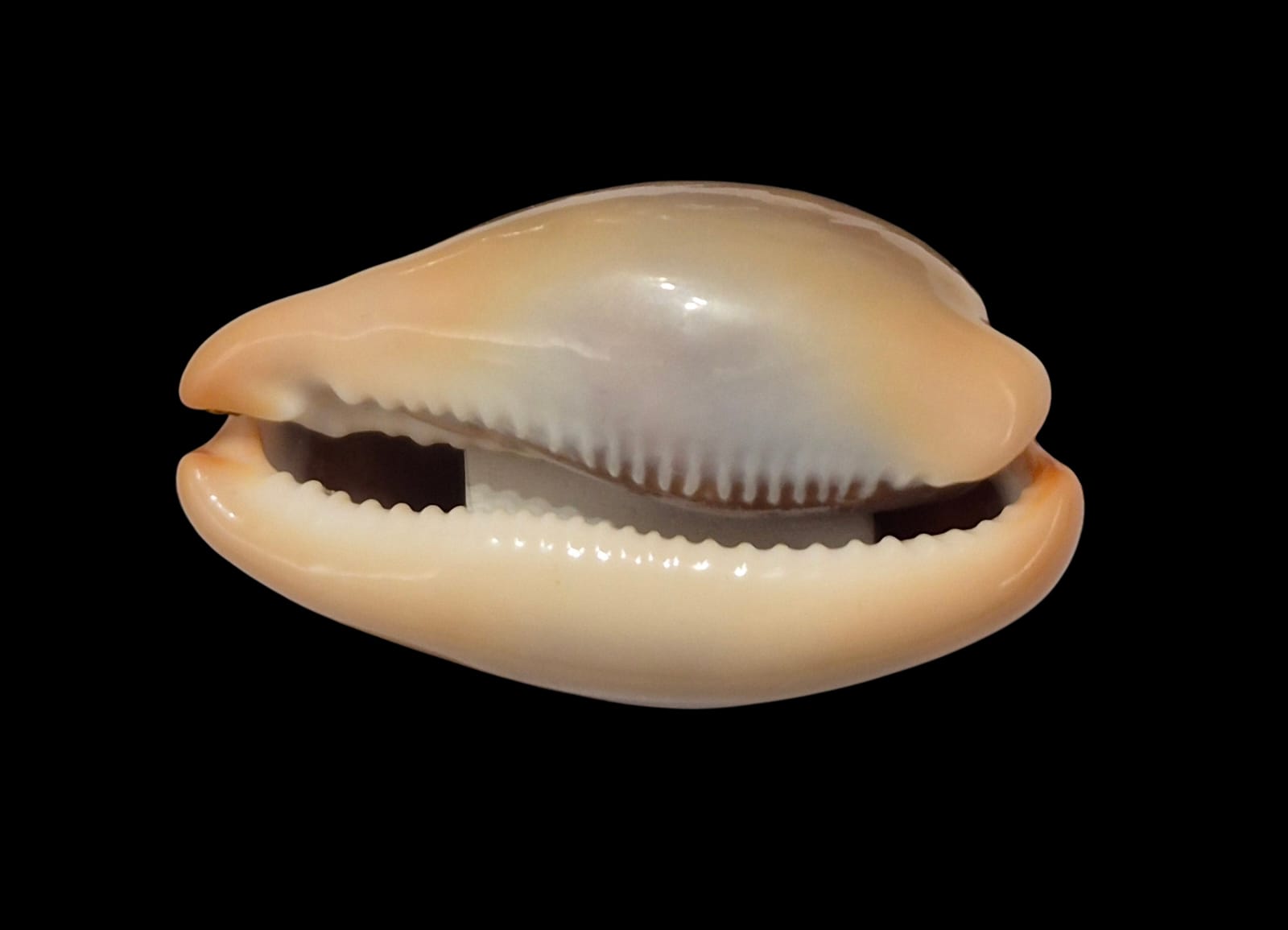 BC310 Luria lurida - Image 4