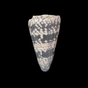 BC311 Conus zonatus