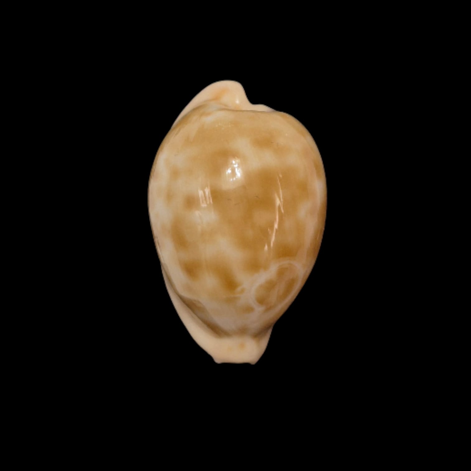 BC314 Cypraeovula castanea castanea