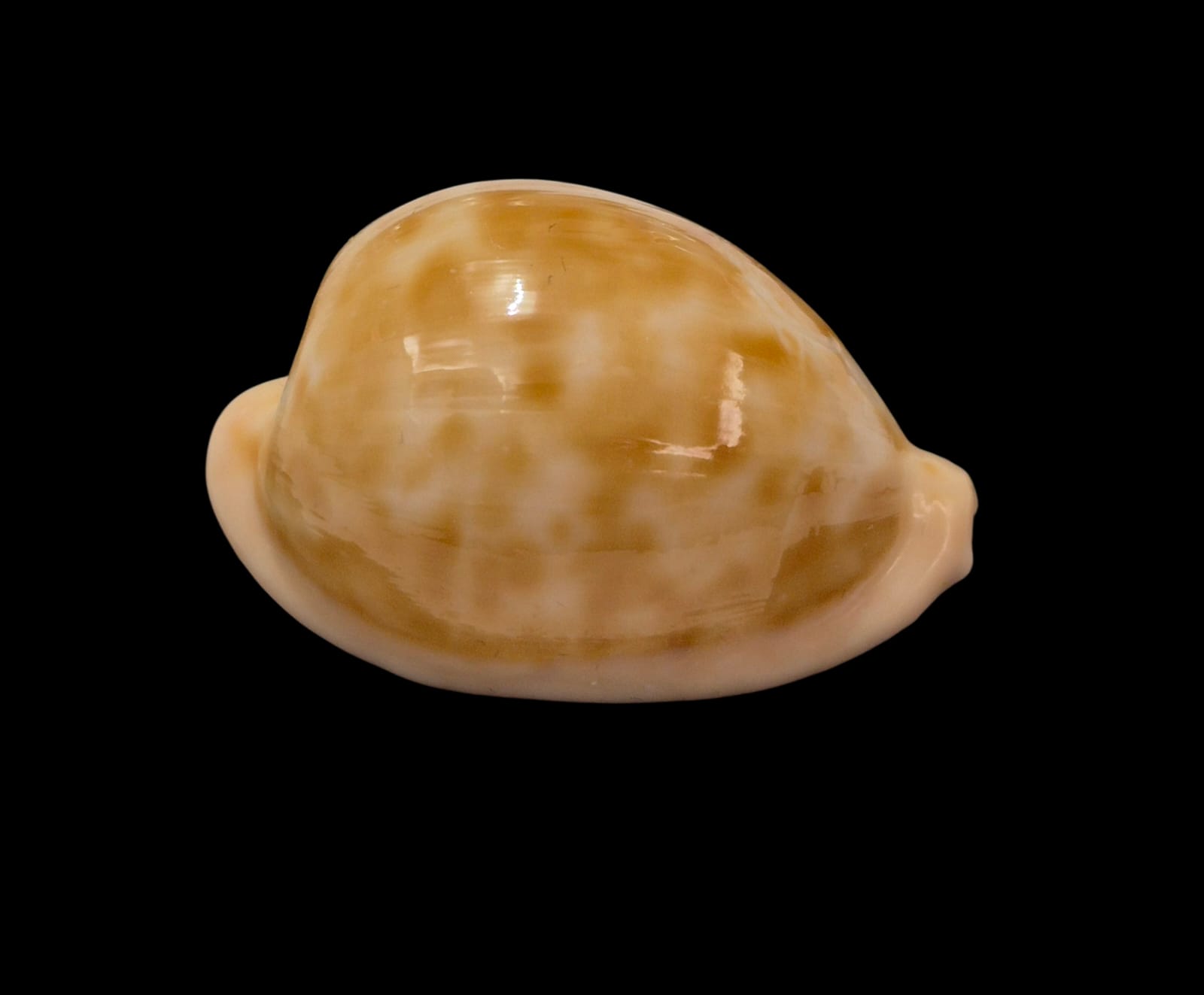 BC314 Cypraeovula castanea castanea - Image 2