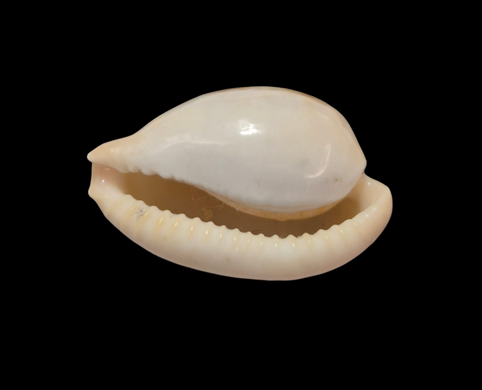 BC314 Cypraeovula castanea castanea - Image 4