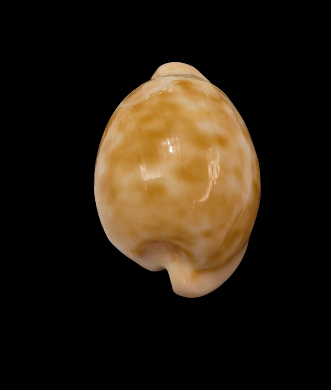 BC314 Cypraeovula castanea castanea - Image 5