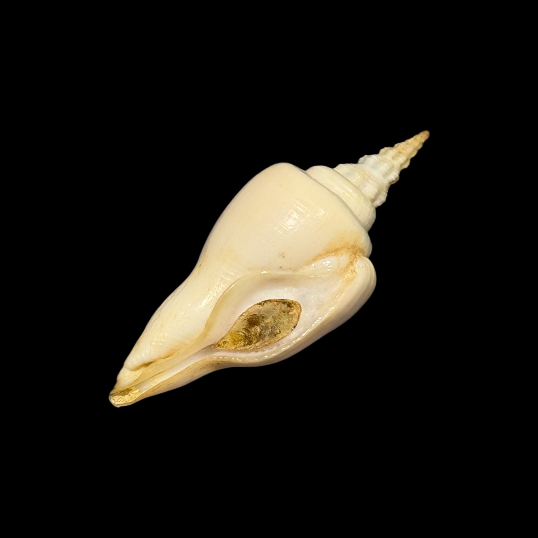 BC178 Cyrtulus serotinus w/o