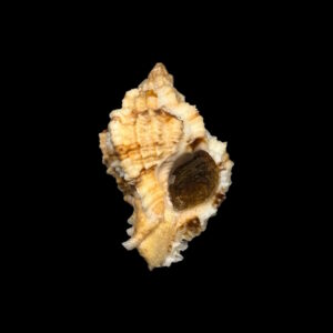 BC019 Phyllonotus whymani w/o