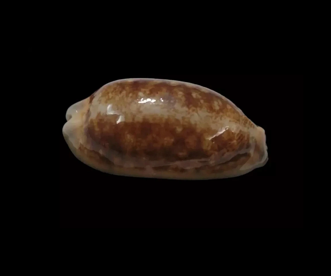 BC340 Mauritia scurra - NIGER and ROSTRATE - Image 2