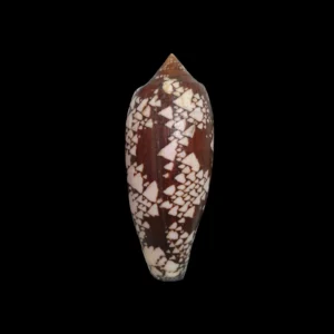 BC339 Conus aulicus - GIANT SIZE