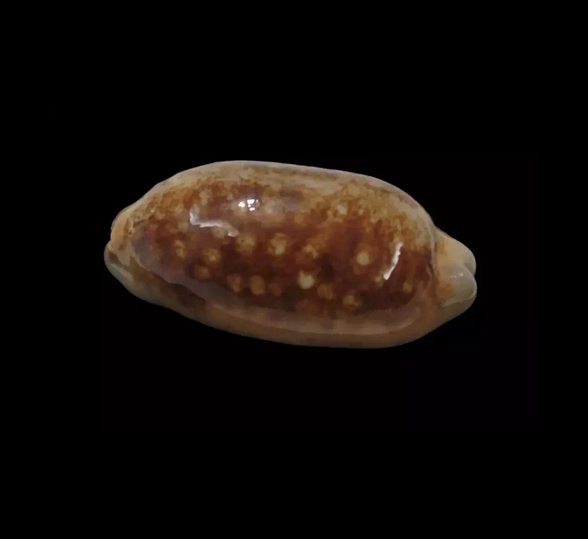 BC340 Mauritia scurra - NIGER and ROSTRATE - Image 3