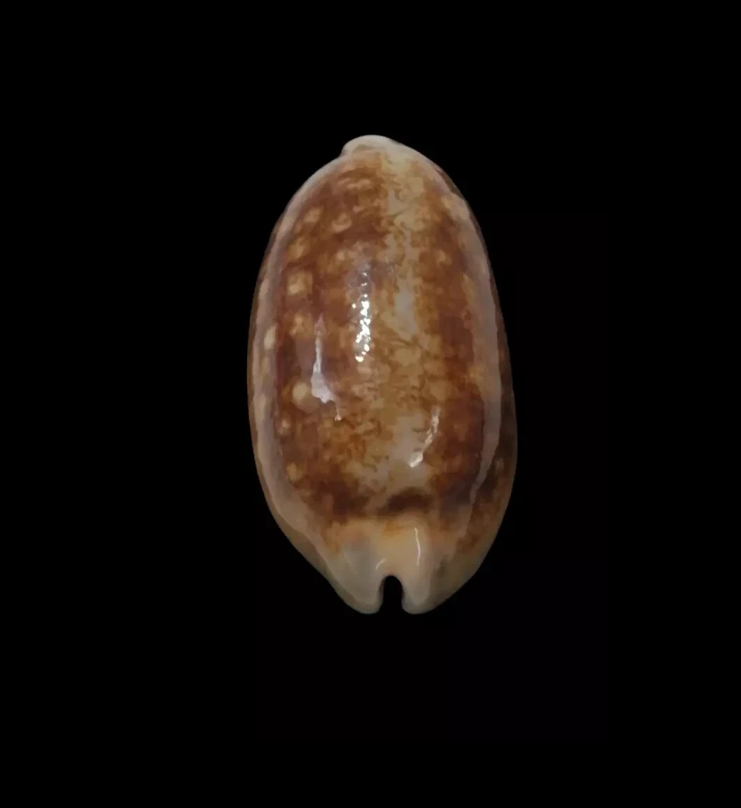 BC340 Mauritia scurra - NIGER and ROSTRATE - Image 4