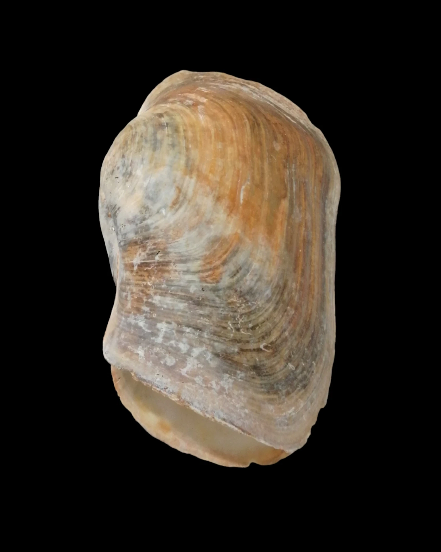 BC318 Panopea glycimeris - VERY LARGE - Image 4