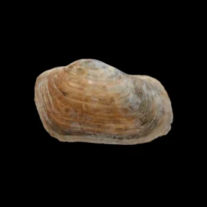 BC318 Panopea glycimeris - VERY LARGE