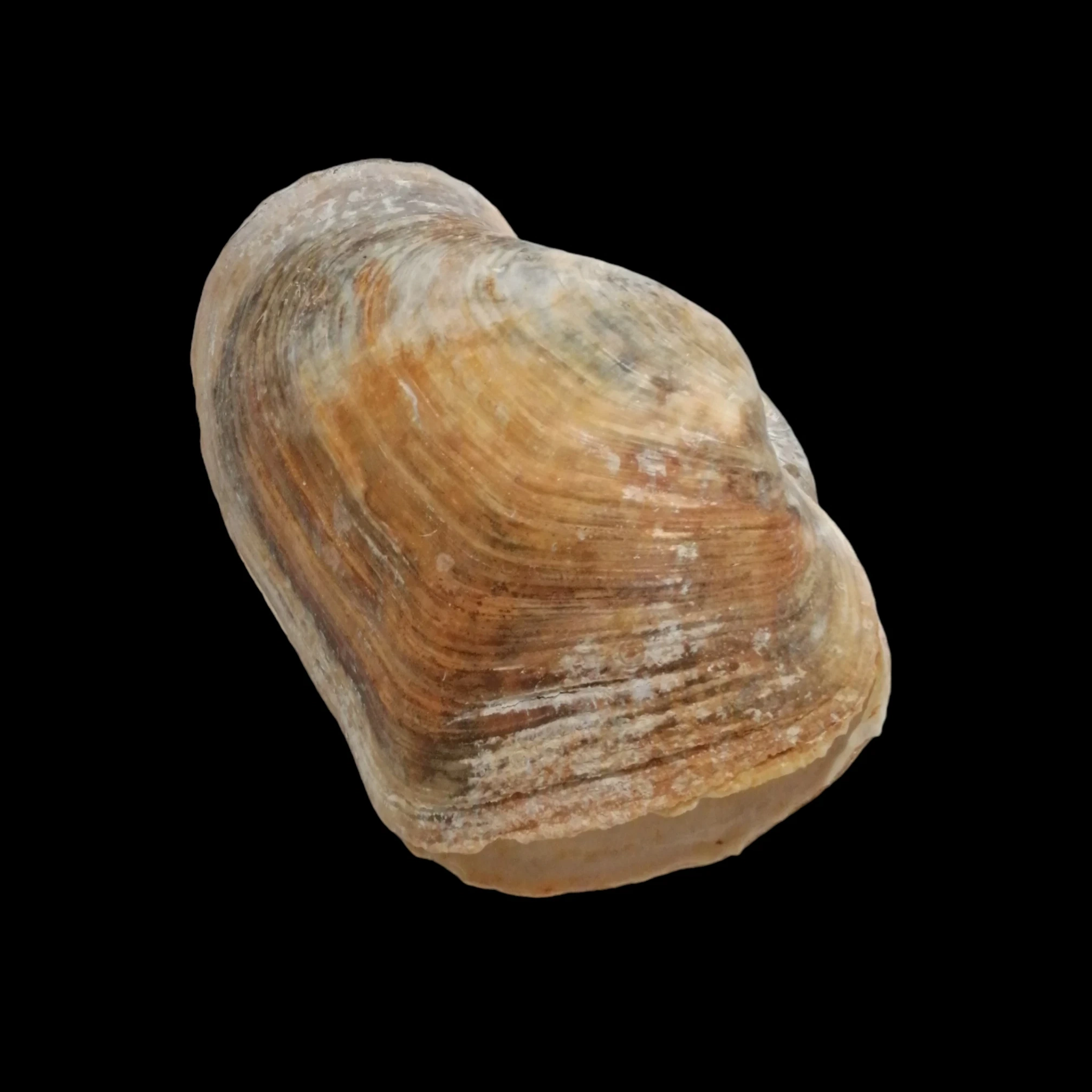 BC318 Panopea glycimeris - VERY LARGE - Image 2