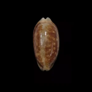 BC340 Mauritia scurra - NIGER and ROSTRATE