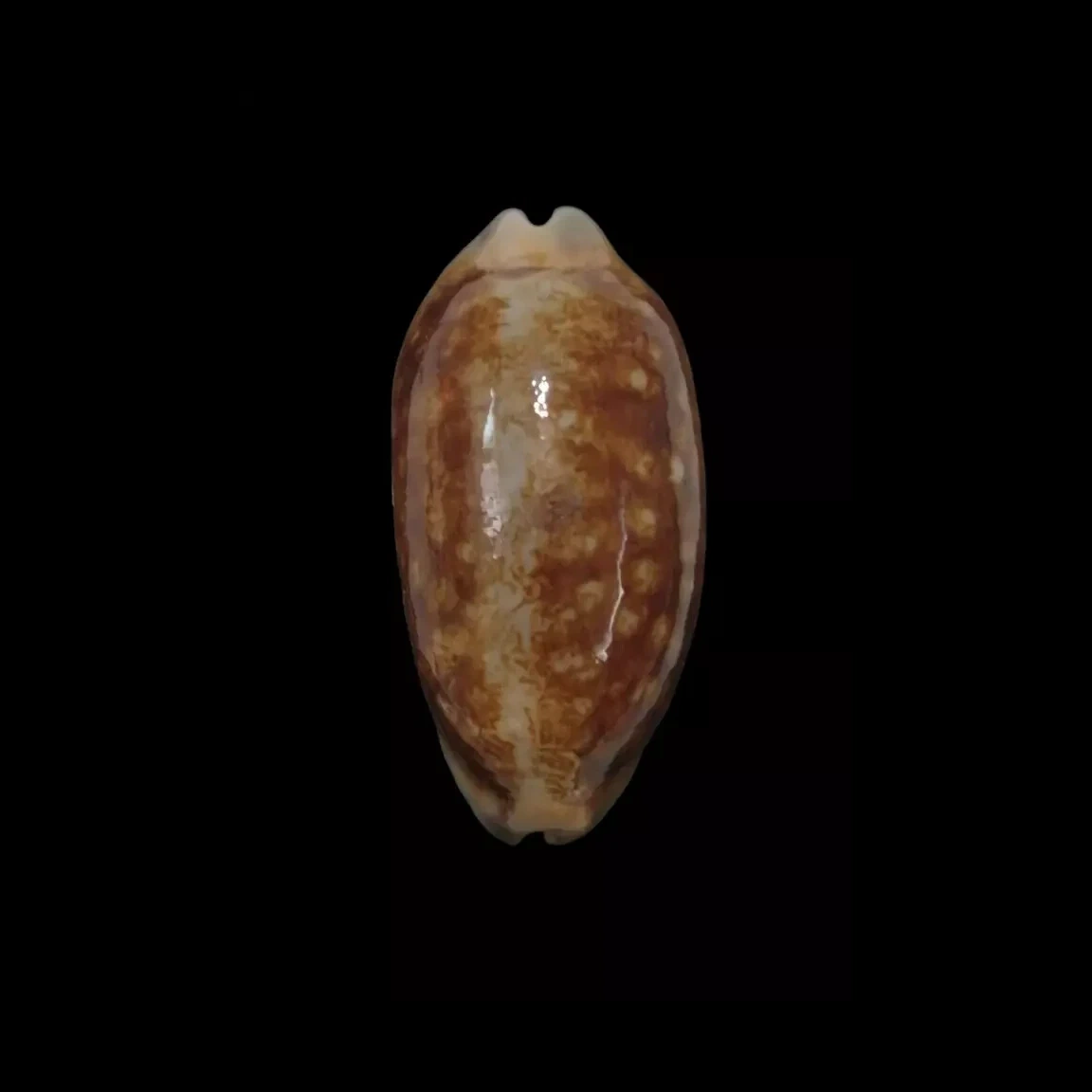 BC340 Mauritia scurra - NIGER and ROSTRATE