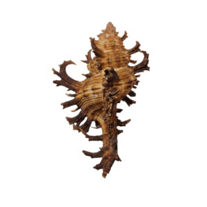 BC045 Chicoreus spectrum - SELECTED