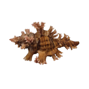 BC041 Chicoreus palmarosae - GOOD SIZE