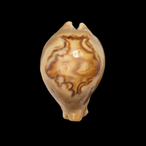 BC001 Barycypraea fultoni f. massieri