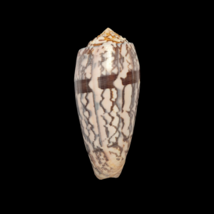 BC028 Conus striatus - UNIQUE PATTERN