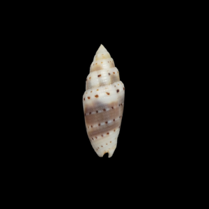 BC024 Scabricola waltercernohorskyi