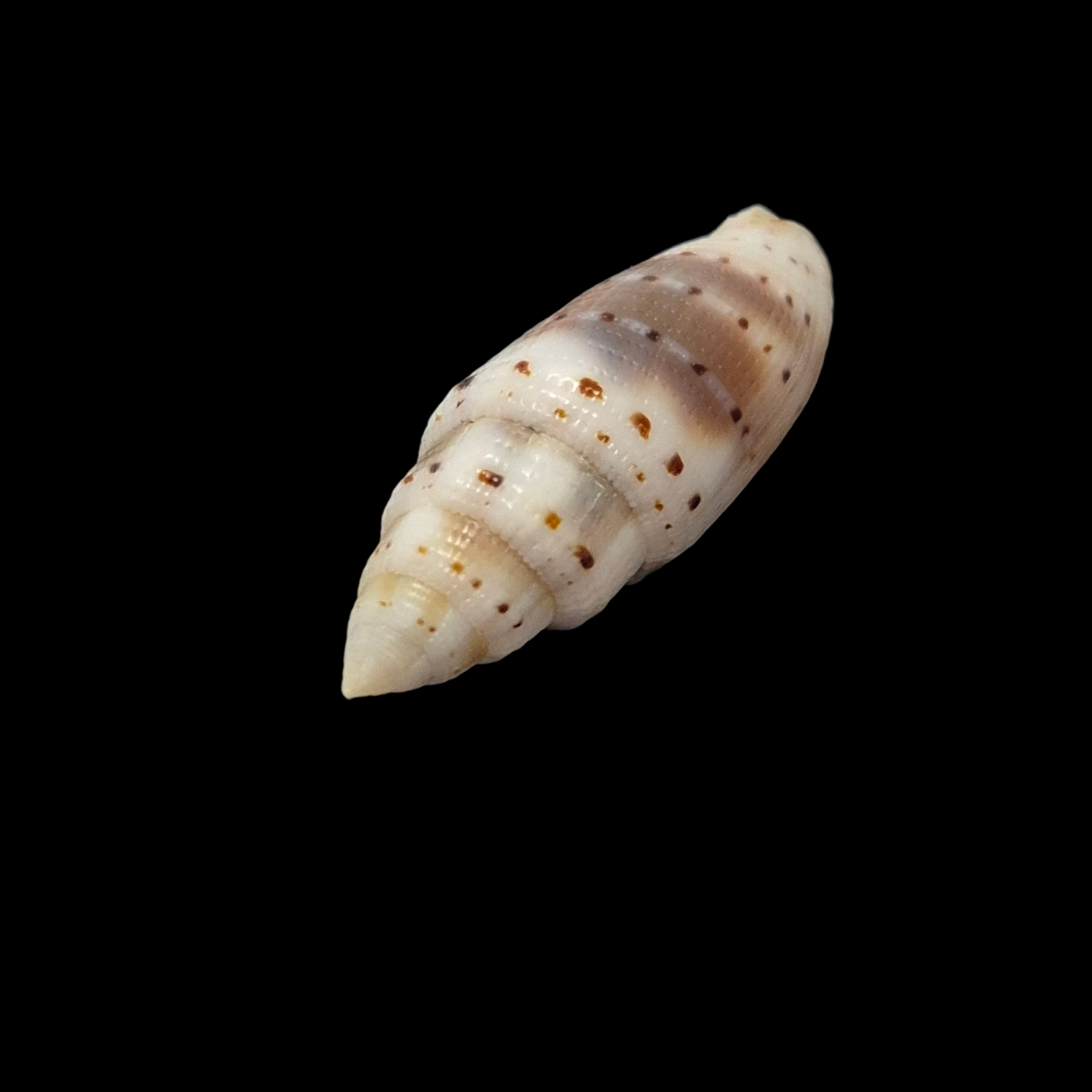 BC024 Scabricola waltercernohorskyi - Image 3