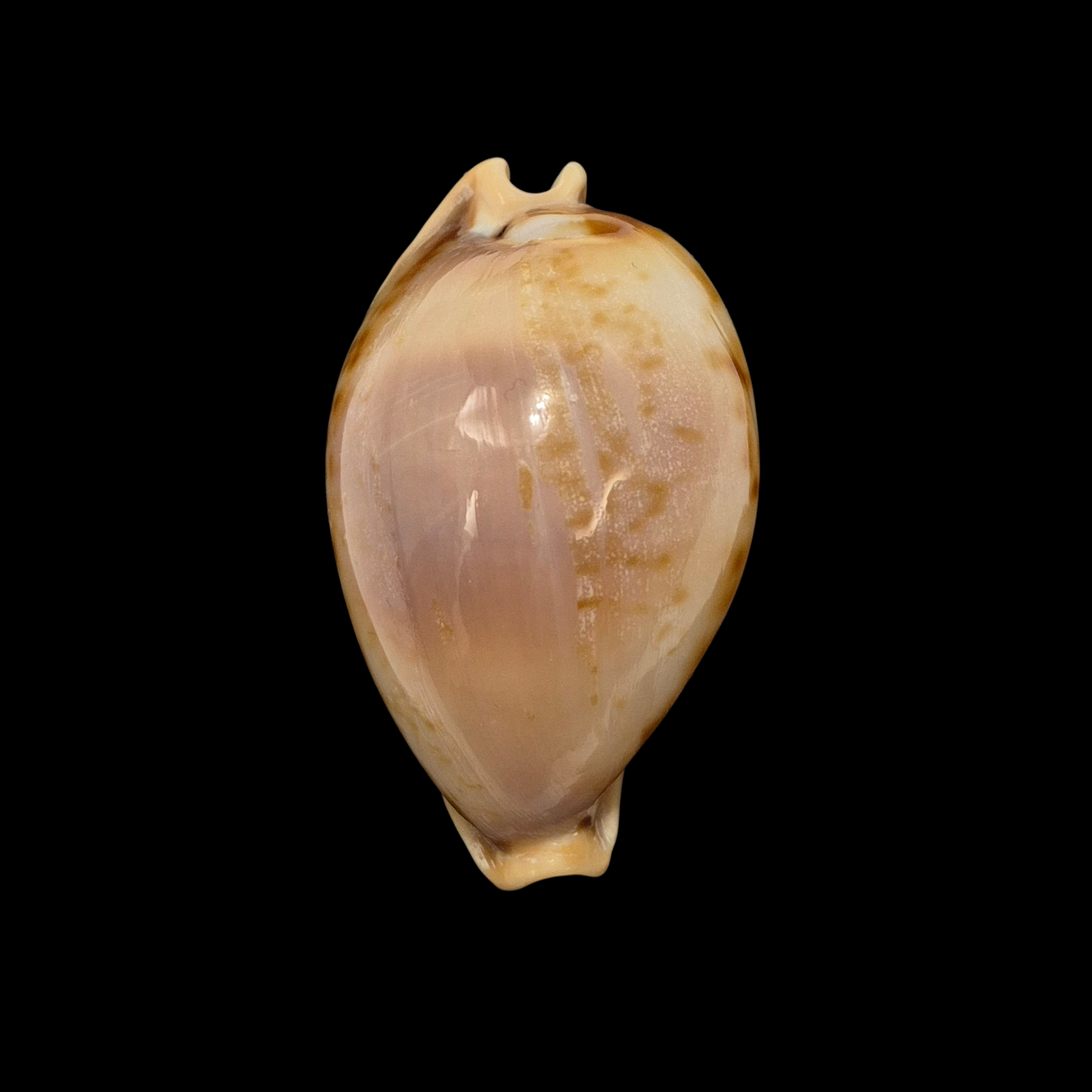 BC025 Nesiocypraea teramachii f. polyphemus - Image 2