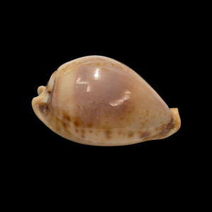 BC025 Nesiocypraea teramachii f. polyphemus