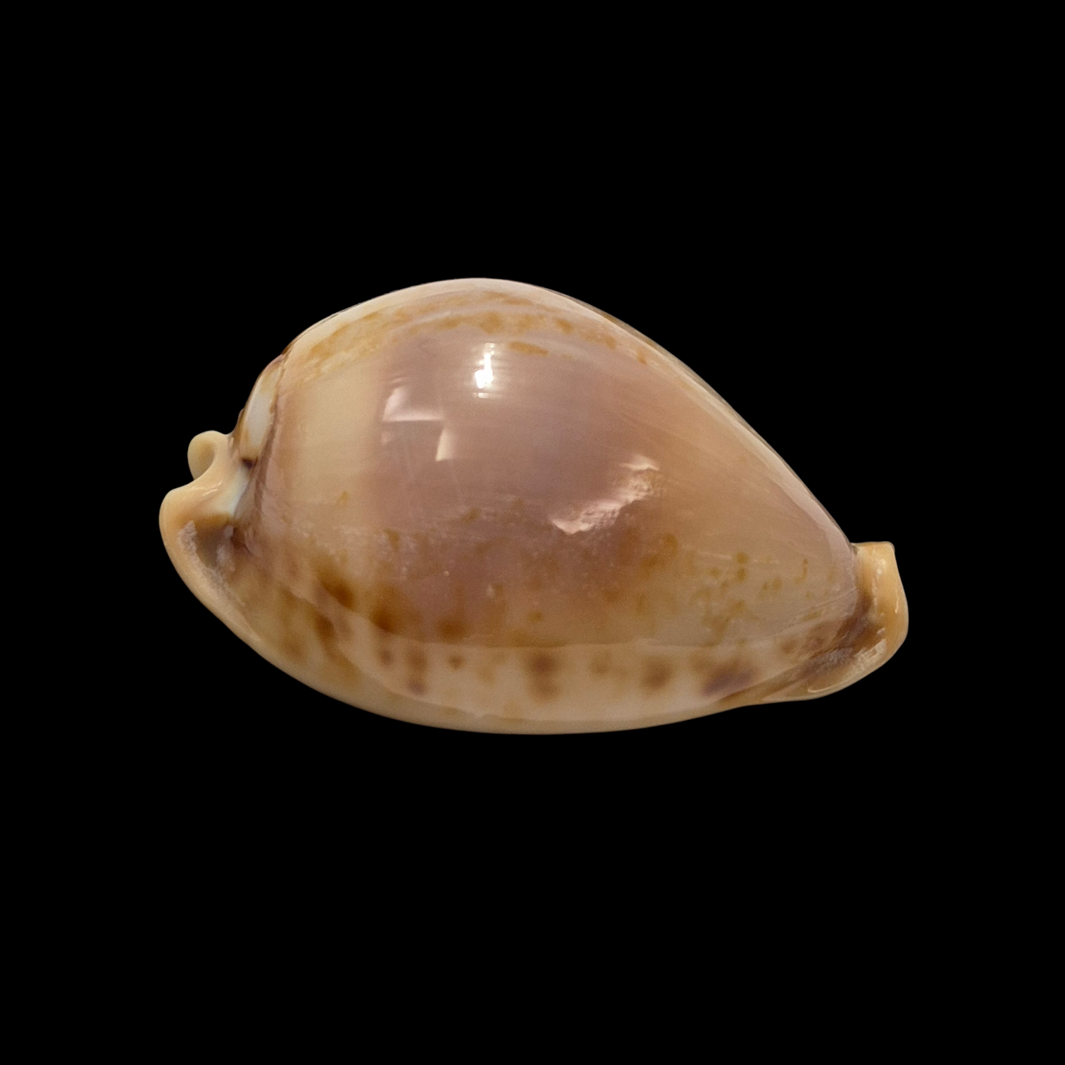 BC025 Nesiocypraea teramachii f. polyphemus