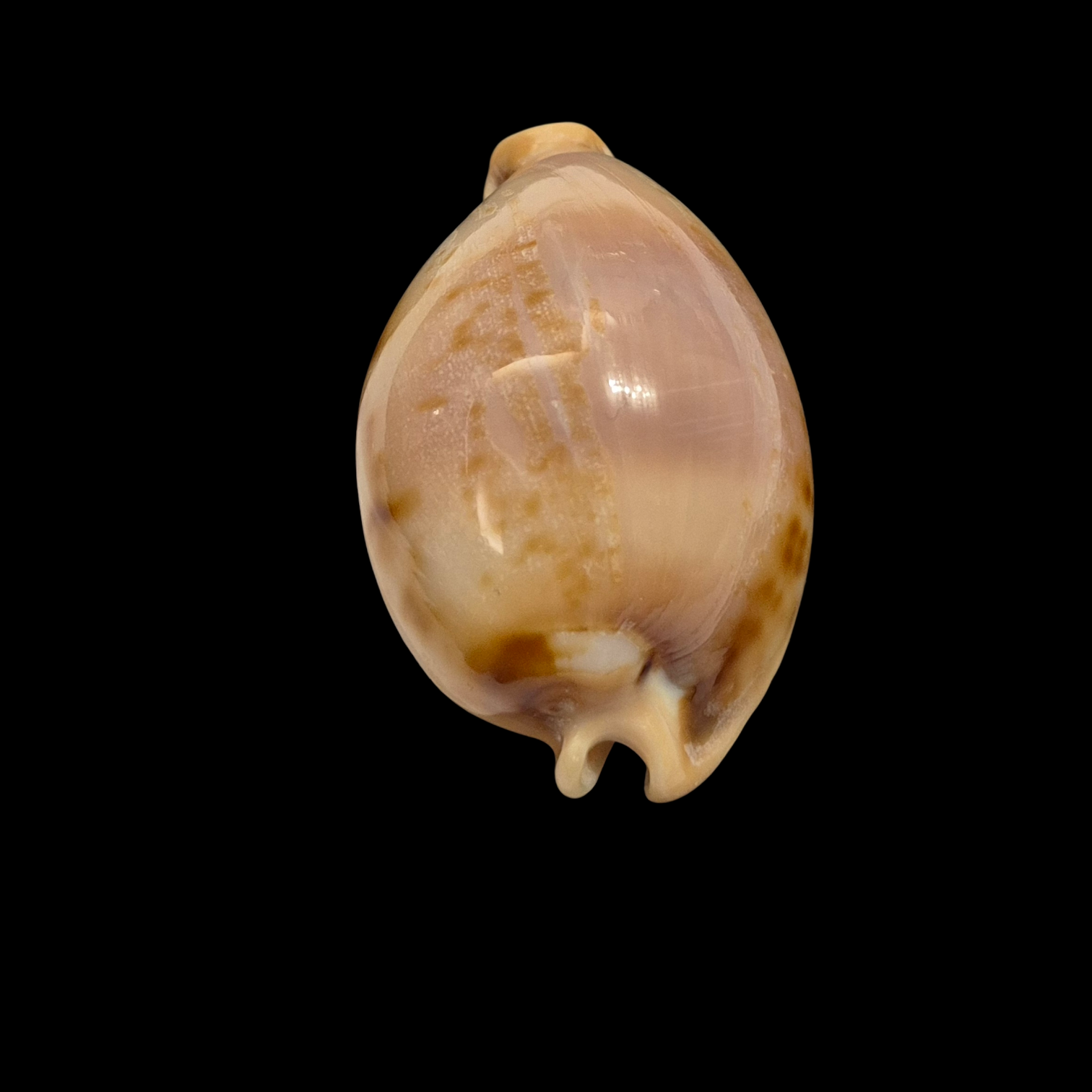 BC025 Nesiocypraea teramachii f. polyphemus - Image 4