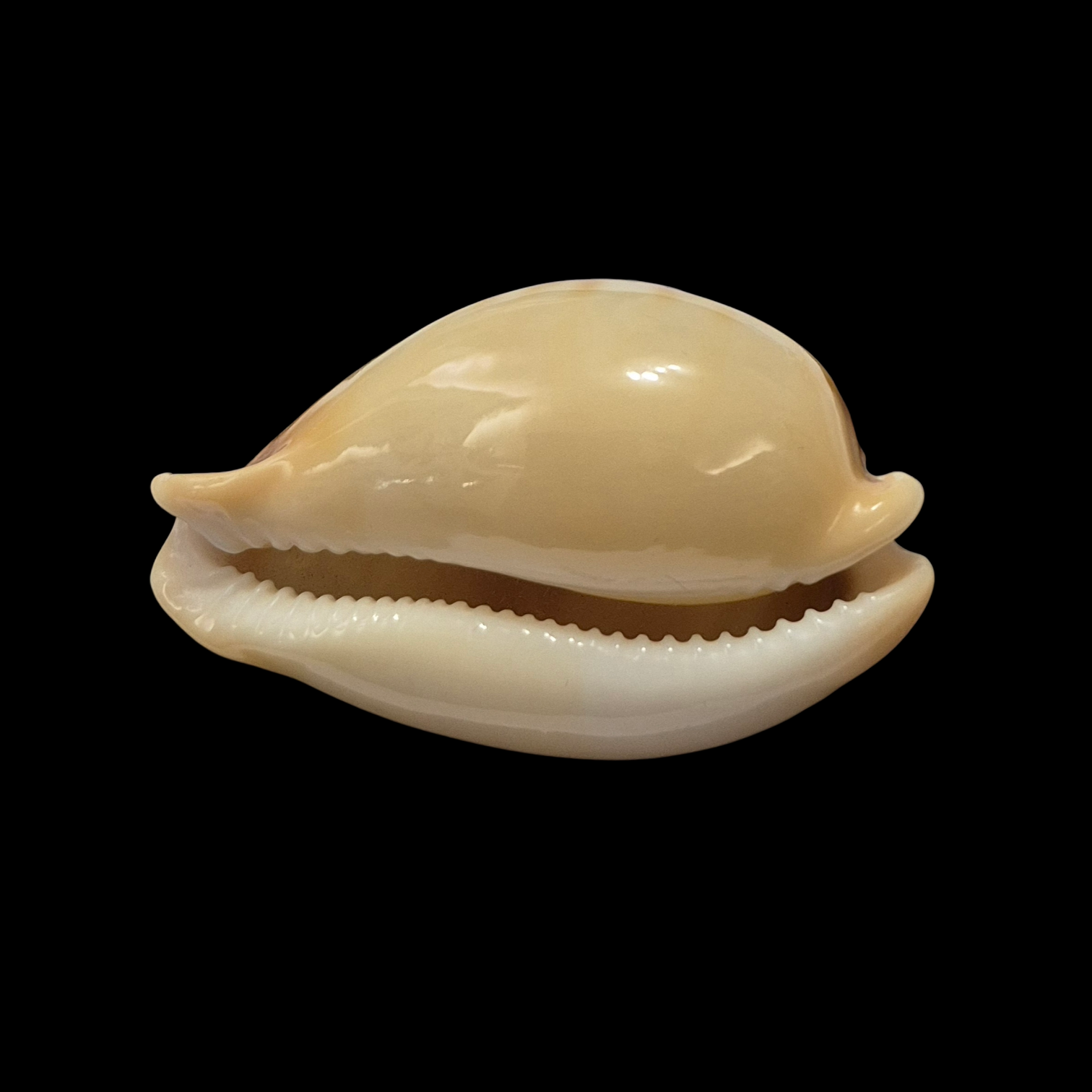 BC025 Nesiocypraea teramachii f. polyphemus - Image 5