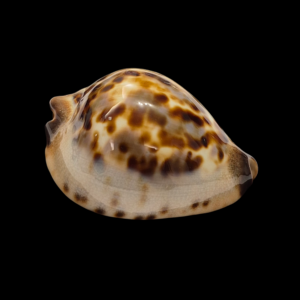 BC171 Zoila jeaniana - LITTLE BEAUTY