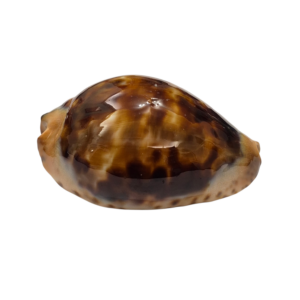 BC172 Zoila jeaniana praeclara