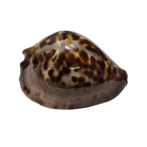 BC199 Zoila jeaniana f. sherylae