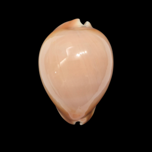 BC017 Zoila venusta bakeri - STUNNING