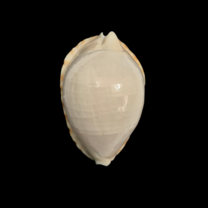 BC366 Zoila ketyana lutea - BIG SIZE