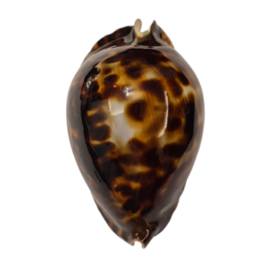 BC358 Zoila friendii f. insulata - GOLDEN BASE