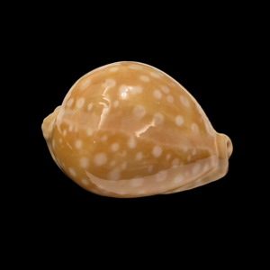 BC013 Callistocypraea leucodon - BIG SIZE