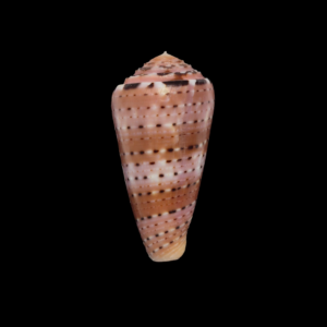 BC089 Conus aurisiacus w/o - PATTERNFUL