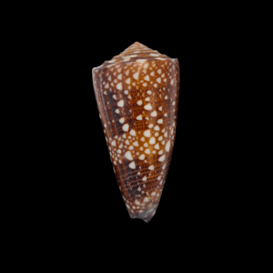 BC083 Conus victor w/o - DARK BEAUTY