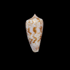 BC082 Conus irwansyahi w/o
