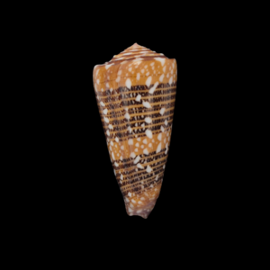 BC077 Conus victor w/o - PATTERNFUL