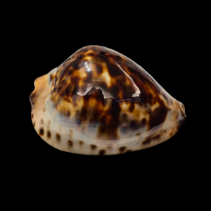 BC022 Zoila jeaniana - DARK BEAUTY