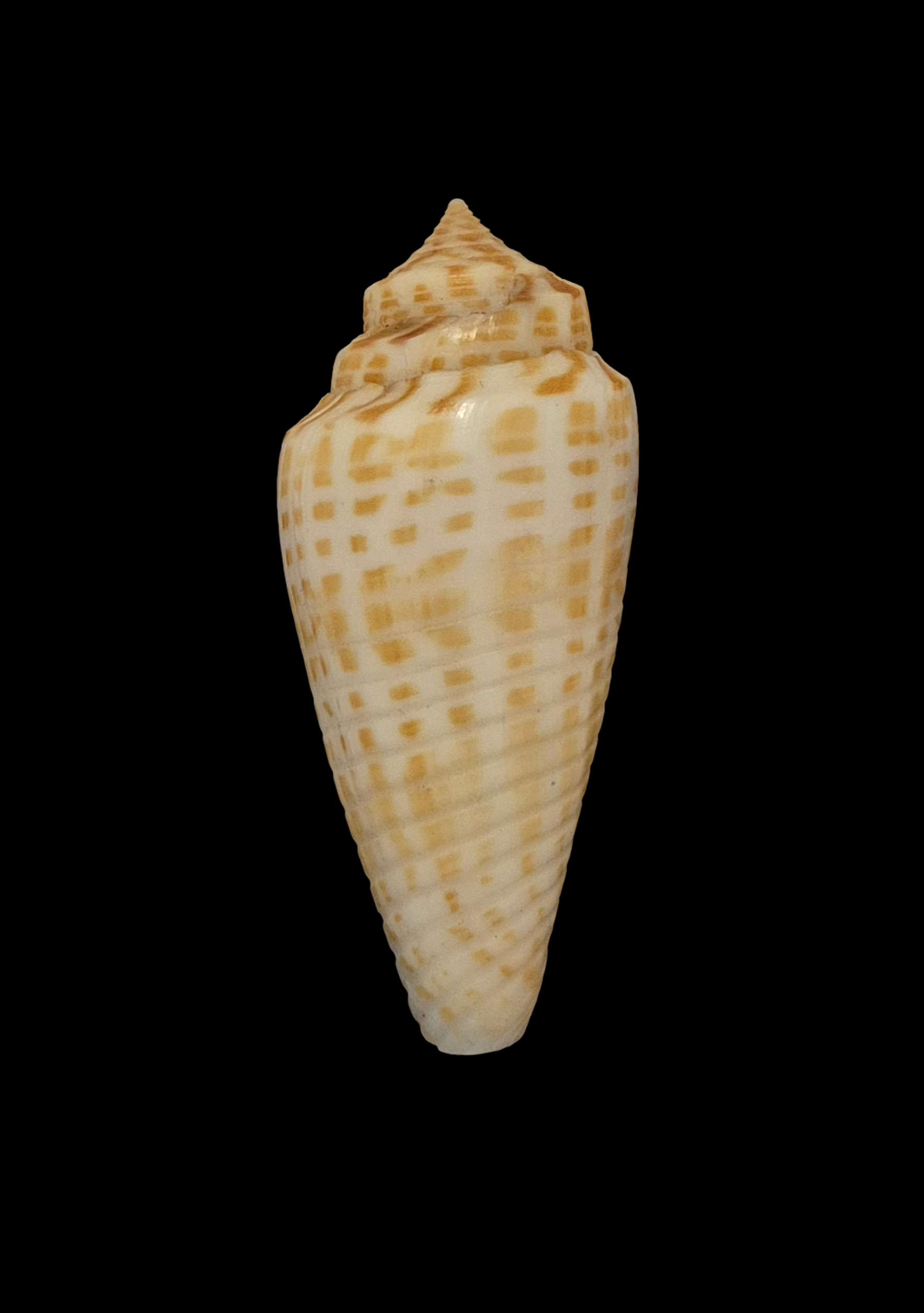 BC081 Conus inscriptus w/o - FREAK FORM - Image 2