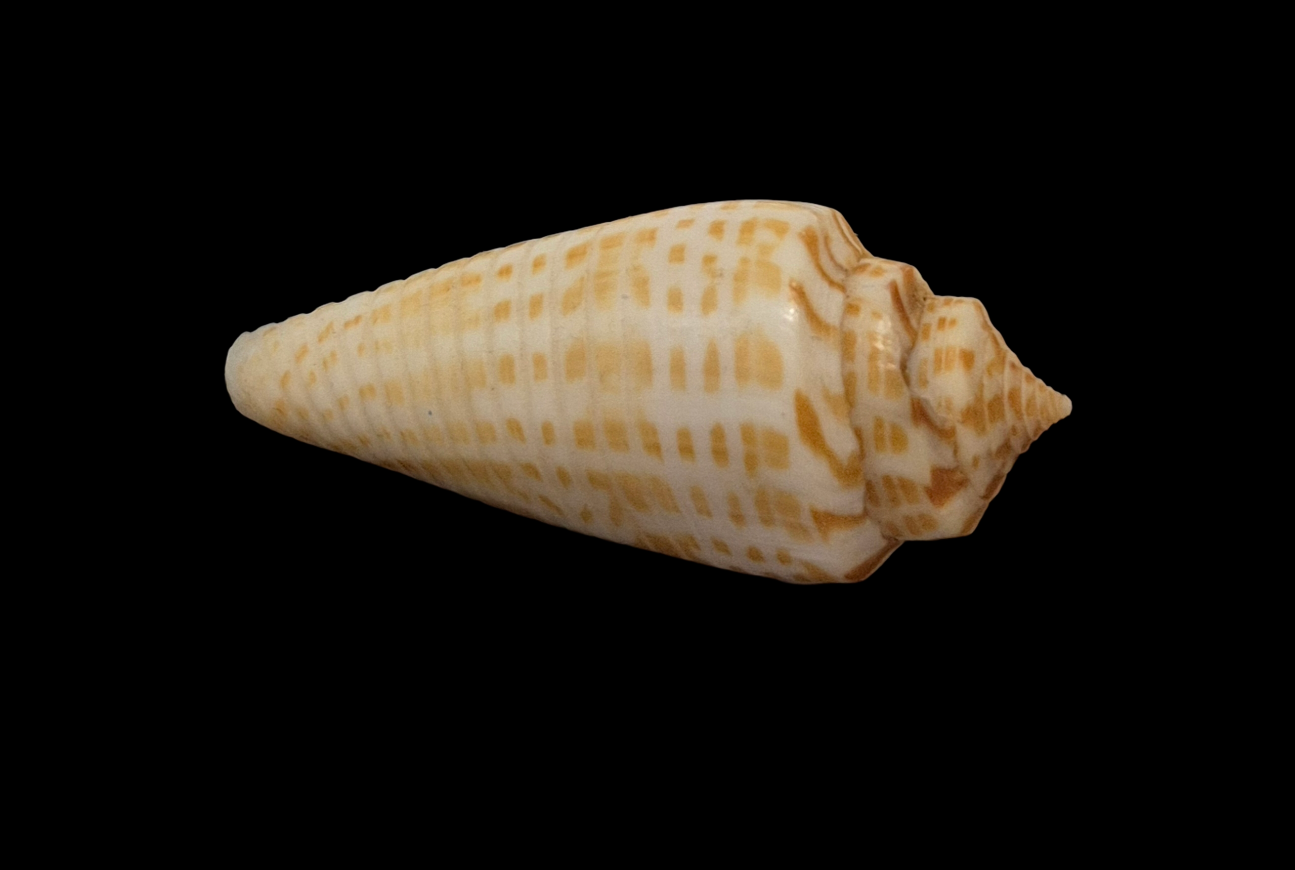 BC081 Conus inscriptus w/o - FREAK FORM - Image 5