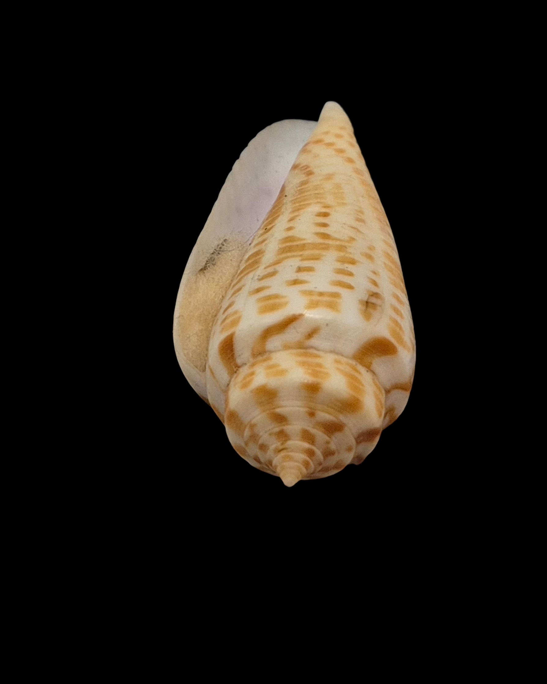 BC081 Conus inscriptus w/o - FREAK FORM - Image 4